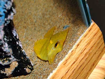 Este tang amarelo morreu em um restaurante de "frutos do mar" pela água suja. Foto: Robert Wintner