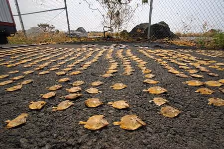 650 tangs amarelos e peixes-borboletas mortos, extraídos de uma caçamba de lixo em Kona, após um coletor despejá-los porque não conseguiu obter sua licença química. Foto: Robert Wintner