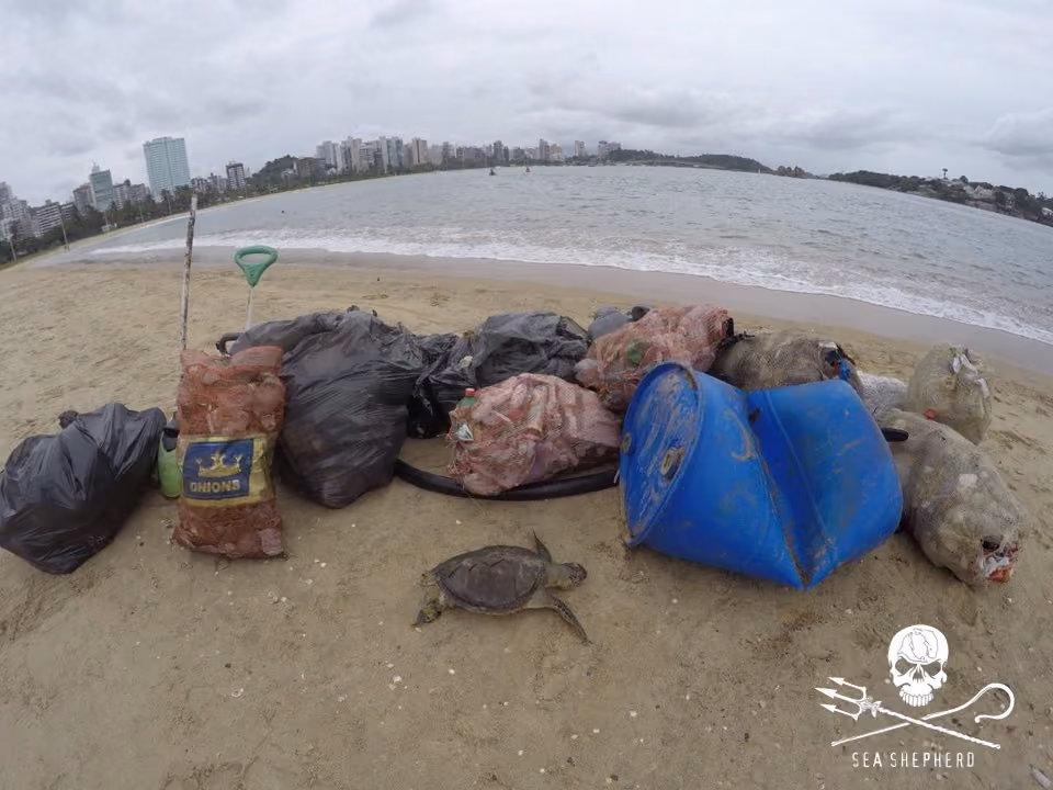 Além dos detritos retirados encontrou-se uma tartaruga marinha, vitimada em sua fase juvenil.