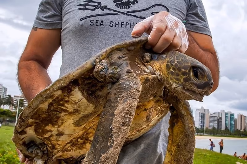 Esta tartaruga verde não resistiu às ações humanas. Foto: Leonardo Merçon