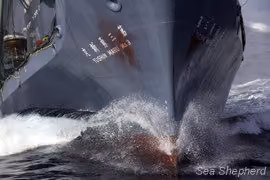 Cara a cara com o Yushin Maru 3, a uns meros 10 metros de distância do Gojira (Foto: Simon Ager)
