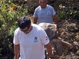 George Solitário sendo carregado por funcionários do parque. Foto: Reuters