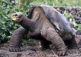 George Solitário era o último da espécie de tartarugas terrestres gigantes da Ilha Pinta. Foto: Reuters