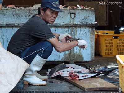 Carne de golfinho sendo processada. Foto: Sea Shepherd