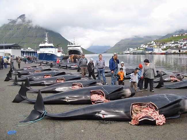 faroes1