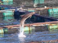 news_101111_1_01_IMATA_must_blacklist_Taiji_dolphin_killers