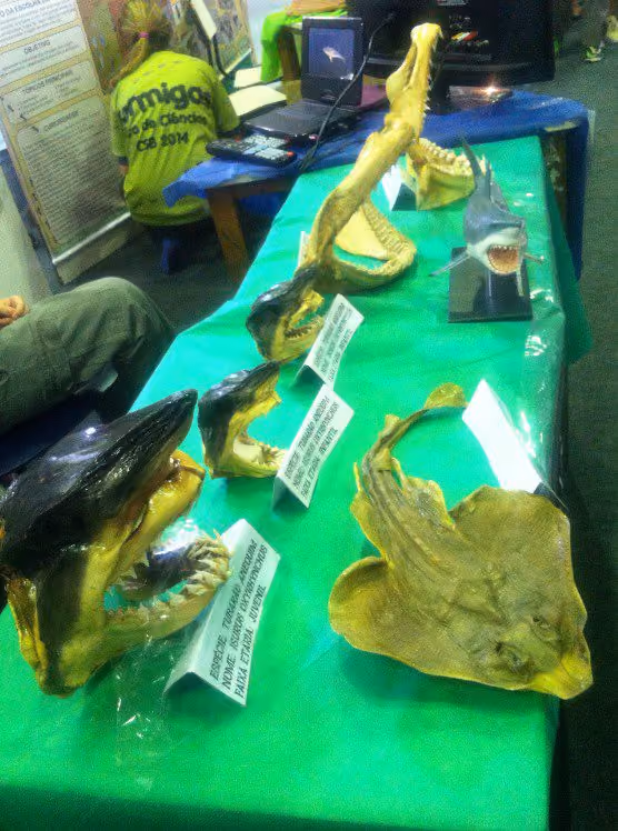 Cabeças de tubarões e mandíbulas. Foto: Átila Mello