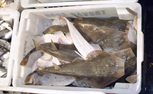 Foto: Instituto Sea Shepherd Brasil/ISSB