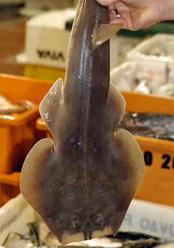 Foto: Instituto Sea Shepherd Brasil/ISSB