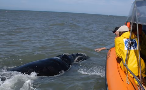 Distância de 100 m não respeitada. Tentativa do turista de tocar a baleia.