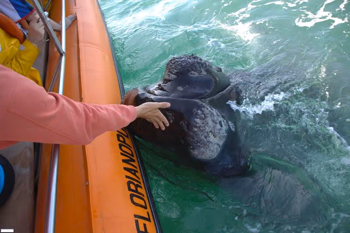 Irregularidade. Animais sendo tocados.