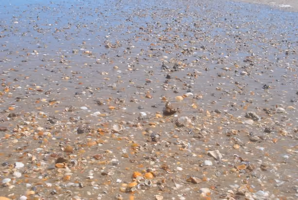Conchário e fósseis em Hermenegildo (RS). Foto: ISSB