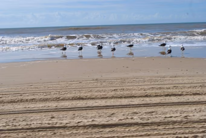 Grande diversidade de aves avistadas em Hermenegildo (RS). Foto: ISSB