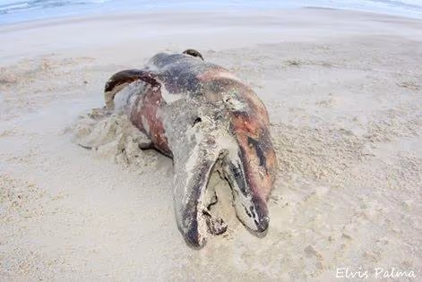 Boto encontrado morto na Praia, em 16/12/2014. Foto: Elvis Palma.