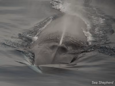 Baleia fin ameaçada. Foto: Erwin Vermeulen / Sea Shepherd