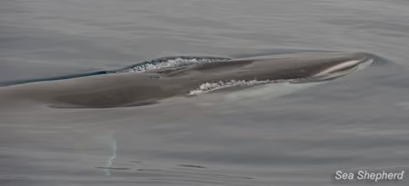 Até 184 baleias fin podem ser mortas na caça deste ano. Foto: Erwin Vermeulen / Sea Shepherd