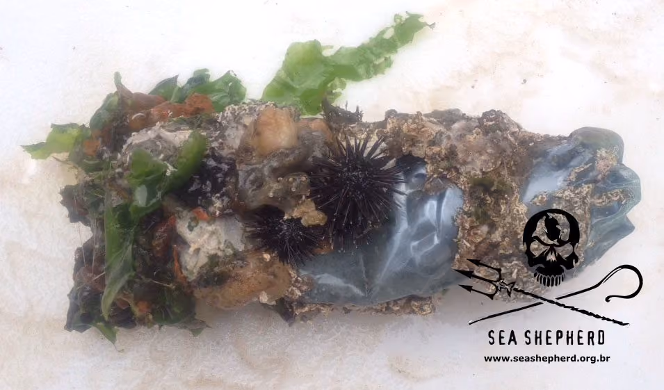 Um dos resíduos encontrados, garrafa de água mineral.