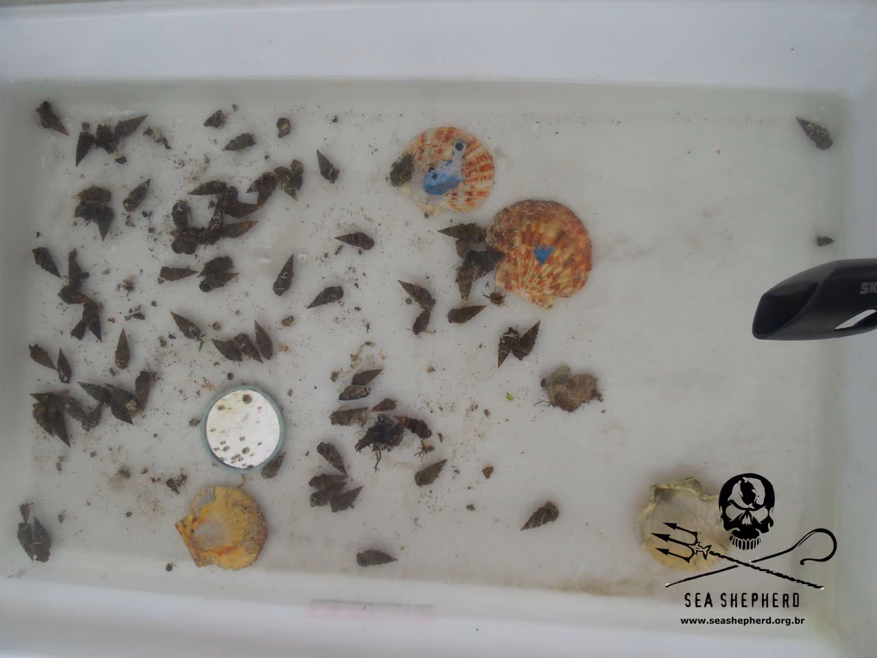 Animais marinhos resgatados