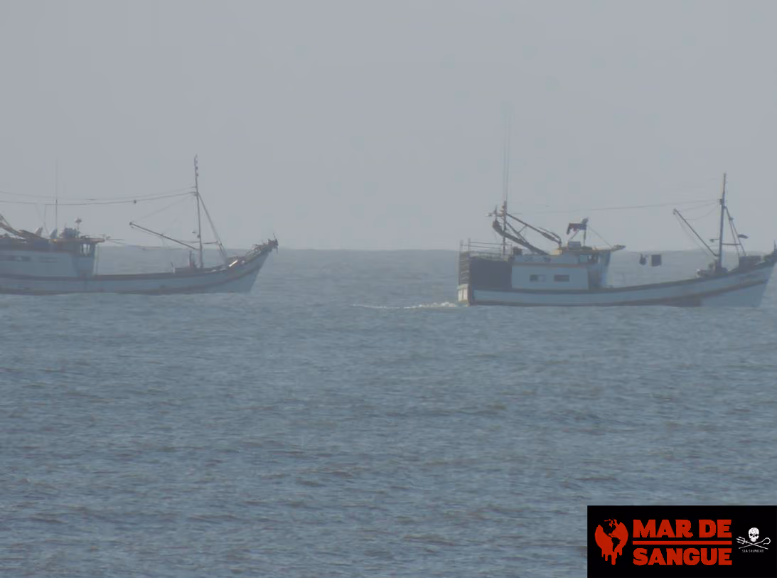 Embarcações em manobra de aproximação para recolhimento da rede de cerco. Foto: Wendell Estol