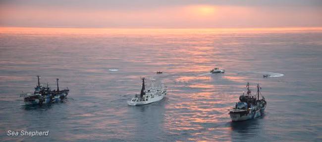 Frota na Antártida. Foto: Sea Shepherd Austrália / Eliza Muirhead