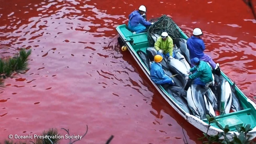 Imagem retirada da internet. Ocean Preservation Society