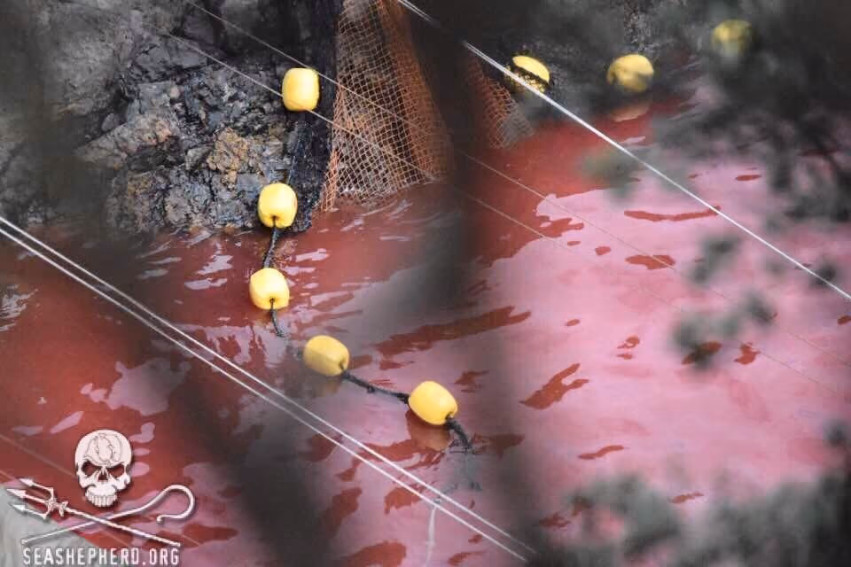Redes, armadilha e sangue marcam a enseada em Taiji
