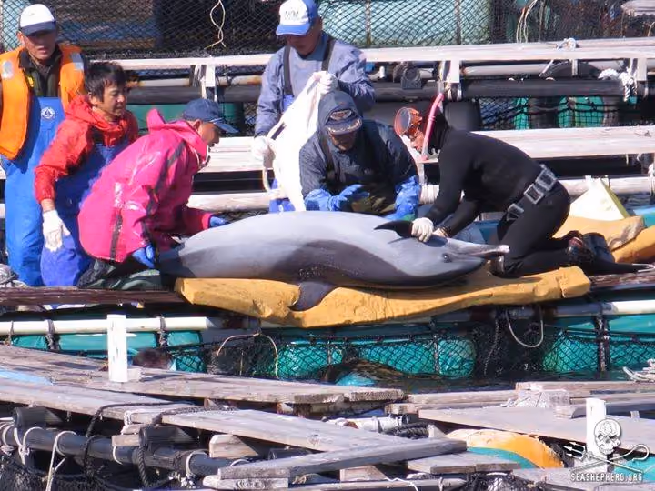 Golfinho sendo jogado em uma prisão temporária, depois de ser selecionado para algum parque marinho. (Sea Shepherd Conservation Society/Cove Guardians)