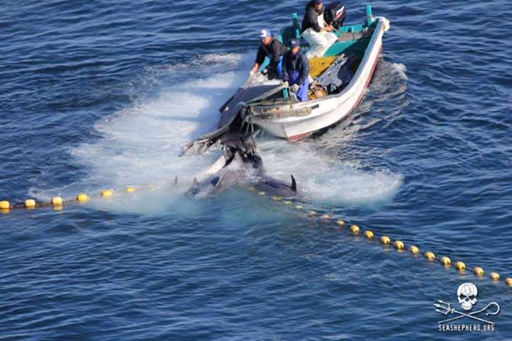 Corpos de golfinhos sendo arrastados para que a carne seja processada e consumida. (Sea Shepherd Conservation Society/Cove Guardians)