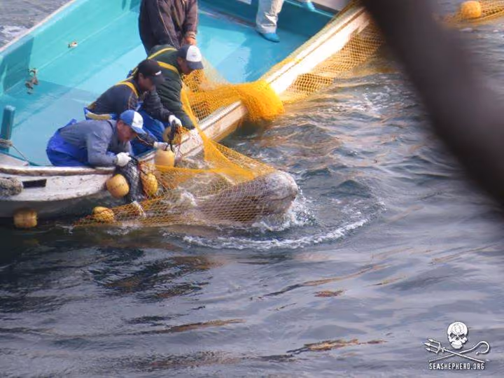 Golfinho de risso sendo capturado na enseada de Taiji. (Sea Shepherd Conservation Society/Cove Guardians)