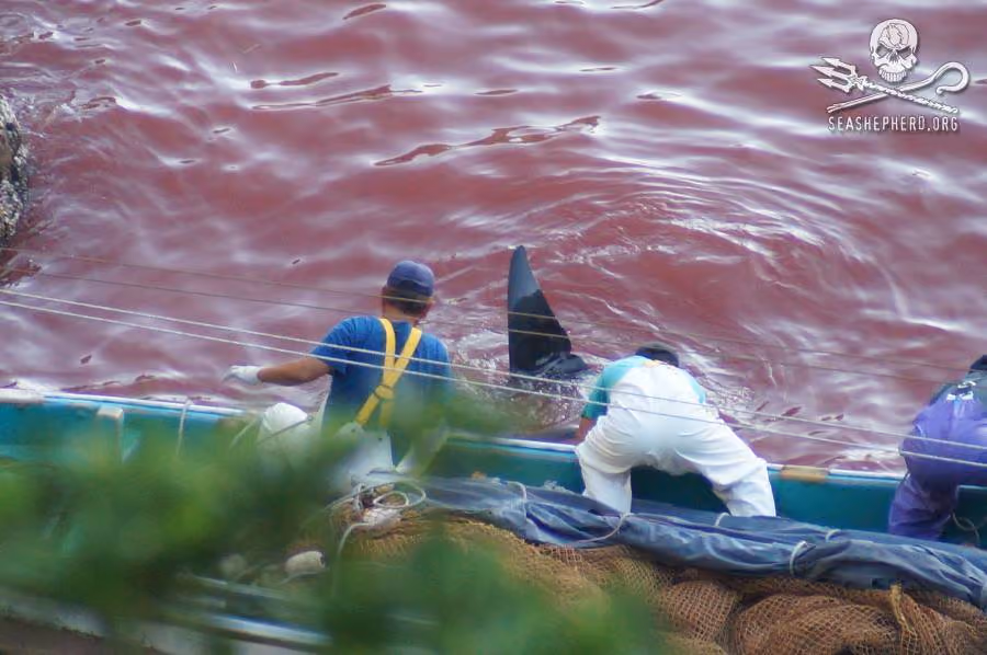 Caçadores durante a captura de golfinhos em águas cheias de sangue na enseada de Taiji. (Sea Shepherd Conservation Society/Cove Guardians)