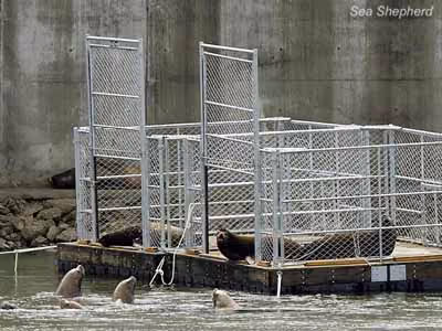 Armadilhas de leões marinhos perto da represa de Bonneville, no rio Columbia. Foto: Sea Shepherd