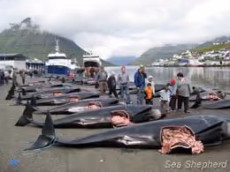Vítimas da matança em Klaksvik. Foto: Peter Hammarstedt