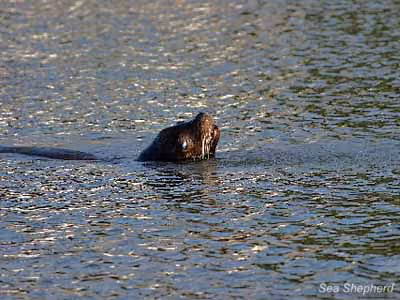Leões-marinhos em perigo. Autoridades ignoraram as inúmeras tentativas dos Guardiões da Represa em procurar ajuda para o animal. Foto de arquivo