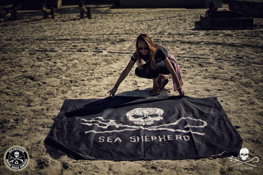 Na Praia Aparecida a voluntária Mara Lott de SP, inicia os trabalhos estendendo a bandeira Sea Shepherd.