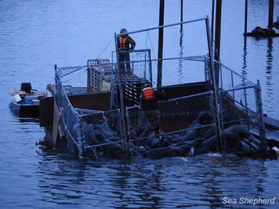 Com o peso de mais de 30 leões-marinhos estressados, a armadilha começou a afundar. Foto: Frances Holtman / Sea Shepherd