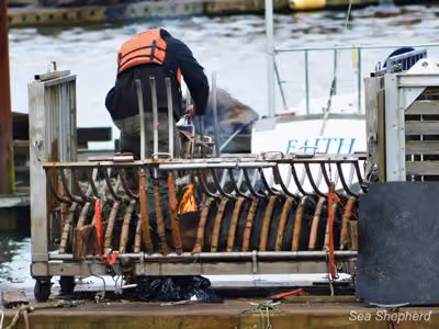 Funcionário do Departamento de Pesca e Vida Selvagem de Oregon marca um leão-marinho. Foto: Aaron Hall / Sea Shepherd