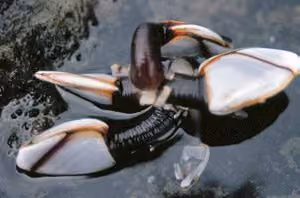 Cracas Gooseneck na natureza
