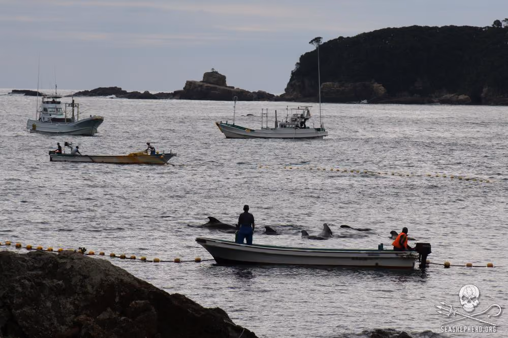 Baleias Piloto capturadas antes de ontem em Taiji, Japão. Foto: Sea Shepherd