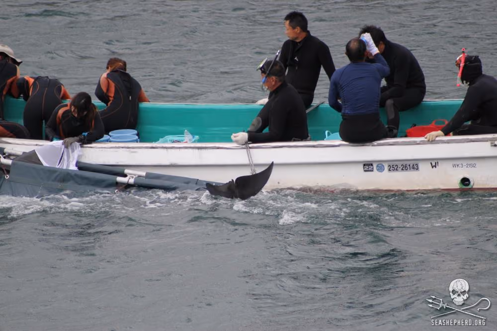 Dois jovens sequestrados para a vida em cativeiro. Foto: Sea Shepherd