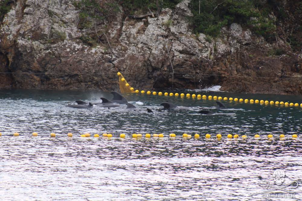 O quinto massacre da temporada 2014-2015. Foto: Sea Shepherd