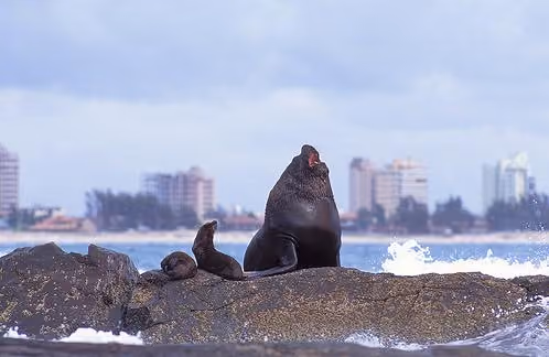 ilha-dos-lobos