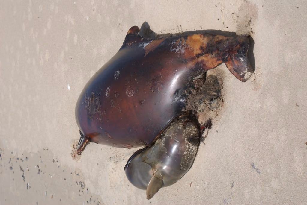 Femea prenha e feto mortos na praia