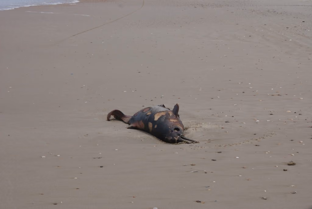 Golfinho morto na areia