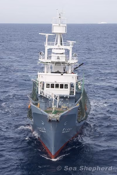 Yushin Maru noº 3, arpoador da frota baleeira japonesa