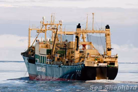 Navio-fábrica japonês Nisshin Maru. Foto: Glenn Lockitch