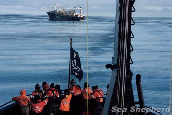 O Nisshin Maru desde a proa do Bob Barker. Foto: Glenn Lockitch