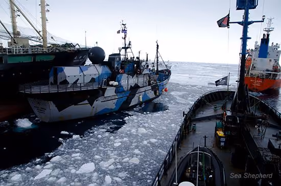 O Nisshin Maru abalroa o Steve Irwin enquanto a frota da Sea Shepherd impede os esforços de reabastecimento da frota ilegal baleeira. Foto: Sea Shepherd Austrália / Glenn Lockitch