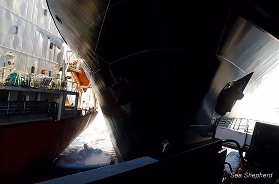 O Nisshin Maru abalroa o Bob Barker e o Sun Laurel. Foto: Sea Shepherd Austrália / Glenn Lockitch