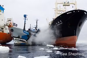 O Nisshin Maru atingiu o Bob Barker com canhões de água, e o jogou contra o Sun Laurel. Foto: Sea Shepherd Austrália / Eliza Muirhead