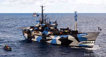 Frota da Sea Shepherd na Antártica. Foto: Sam Sielen